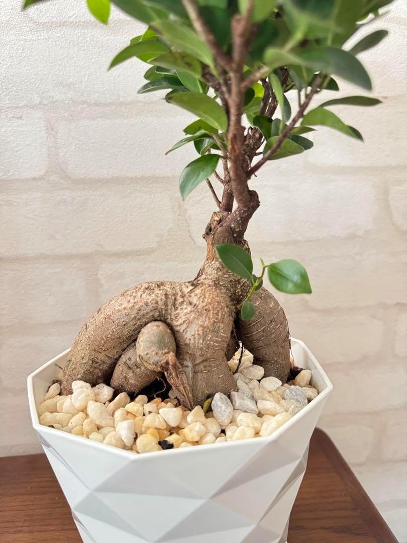 Ｇ37 灰汁抜き済み流木　爬虫類シェルター　観葉植物　インテリア K719 流木 灰汁抜き処理済み アクアテラリウム 爬虫類